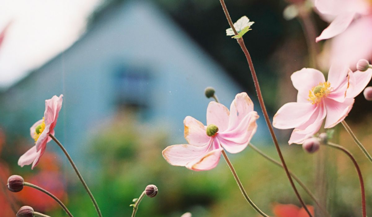 A beginner's guide to arranging seasonal cut flowers