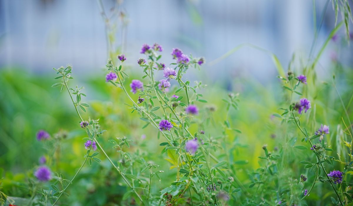 Keeping houseplants alive during winter months